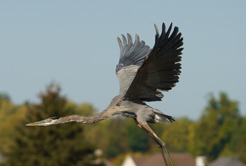 Great Blue Heron launching into flight from side of lake. Fishers, Indiana. 