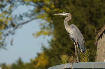 Great Blue Heron launching into flight from side of lake. Fishers, Indiana. 