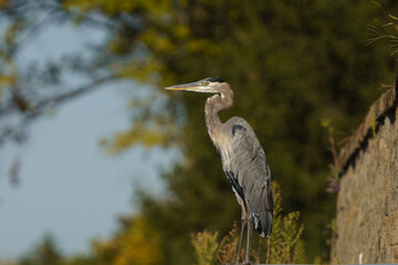 Great Blue Heron launching into flight from side of lake. Fishers, Indiana. 