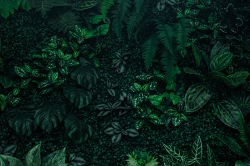 Crédence de cuisine en verre imprimé Forêt des fées abstract green leaf texture, nature background, tropical leaf