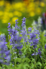 Macro of Salvia Blue flowers blooming in the garden in the park
