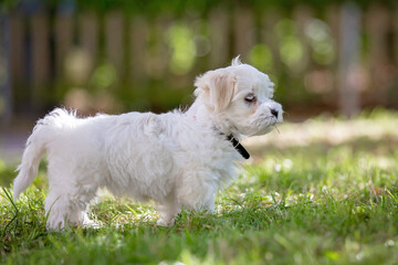 Child, cute boy, playing with dog pet in the park, maltese dog and kid enjoying friendship