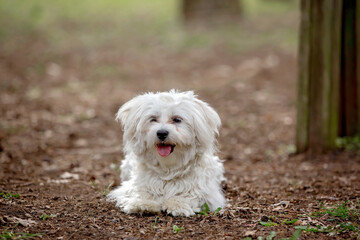White fluffy maltese puppy dog in the park