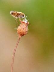 Bee fly. Bombyliidae family. Genus Anastoechus