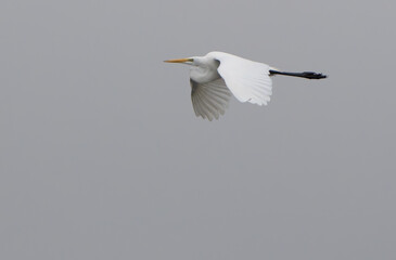 Great White Egret flying elegantly accross the morning sky, Fishers Indiana, Summer. 