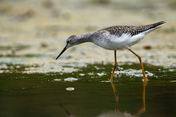 Sandpiper on the shore of a lake in morning light. summer in Fishers, Indiana.