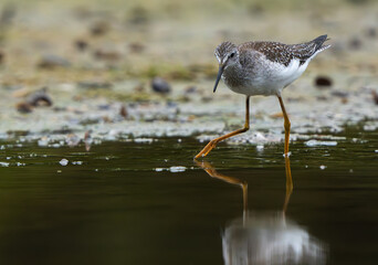 Sandpiper on the shore of a lake in morning light. summer in Fishers, Indiana.