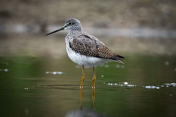 Sandpiper on the shore of a lake in morning light. summer in Fishers, Indiana.