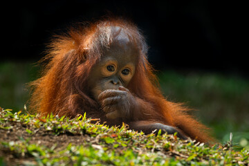 a baby bornean orangutan, pongo pygmaeus, making funny and cute facial expression