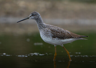 Sandpiper on the shore of a lake in morning light. summer in Fishers, Indiana.