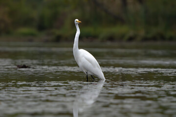 Great White Egret scouring and stalking lake for fish in the morning light, Fishers, Indiana, Summer. 