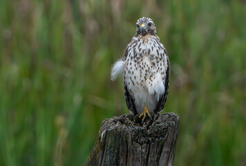 Red Tailed Hawk perched on log in field, scanning for prey in morning light. Summer, Fishers, Indiana. 