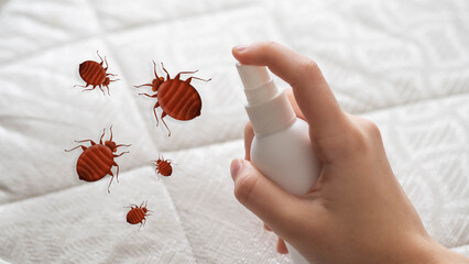 Spread of bedbugs on the bed. Spray for controlling pests and insects. Cimex lectularius is a type...