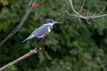 Kingfisher sitting by lake in morning light, summer, Fishers, Indiana.