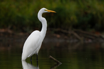 Great White Egret scouring and stalking lake for fish in the morning light, Fishers, Indiana, Summer. 