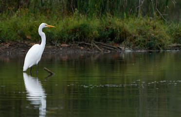 Naklejka premium Great White Egret scouring and stalking lake for fish in the morning light, Fishers, Indiana, Summer. 