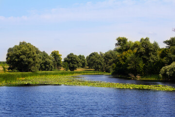 Obraz premium Water lilies on the water against the background of green deciduous trees