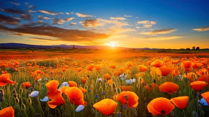 Fotobehang Beautiful sunset over the meadow with poppies and blue cornflowers © Alex
