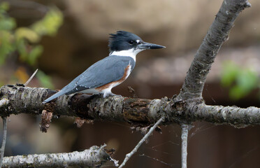 Kingfisher sitting by lake in morning light, summer, Fishers, Indiana.