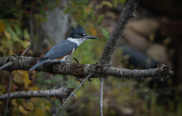 Kingfisher sitting by lake in morning light, summer, Fishers, Indiana.