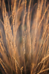 ears of field plants in the rays of the sun close-up
