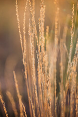 Fototapeta premium ears of field plants in the rays of the sun close-up
