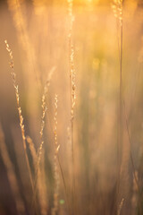 Obraz premium ears of field plants in the rays of the sun close-up