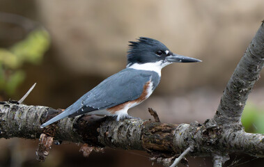 Kingfisher scouring the water from lakeside in morning light, Summer, Fishers, Indiana. 