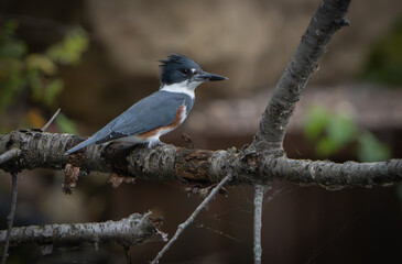 Kingfisher scouring the water from lakeside in morning light, Summer, Fishers, Indiana. 