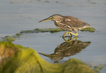 Striated Heron and dramatic refleciton on water at Arad coast of Bahrain