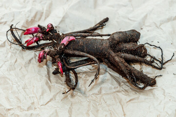 Planting peony bartzella roots into the ground