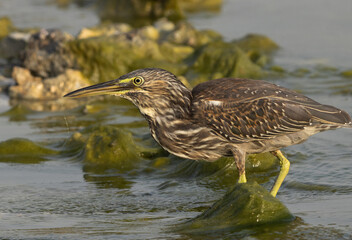 Striated Heron fishing at Arad coast of Bahrain