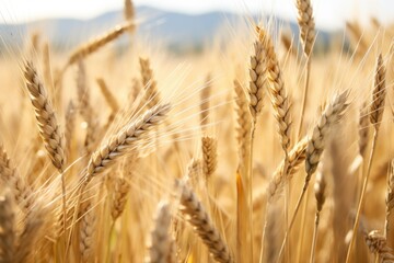 Fototapeta premium close-up of textured wheat stalks in a field