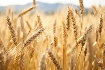 close-up of textured wheat stalks in a field