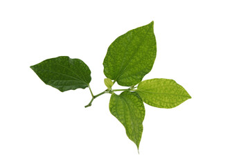 Piper sarmentosum Wildbetal leafbush isolated