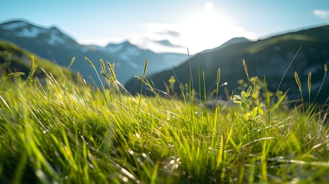 Close up of green Grasses in the Mountains. Beautiful natural Background