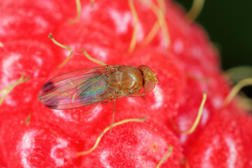 Male Drosophila suzukii - commonly called the spotted wing drosophila or SWD. It is a fruit fly a...