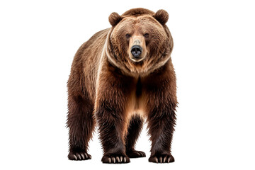 Obraz premium Bear isolated on a transparent background. Animal front view portrait. 