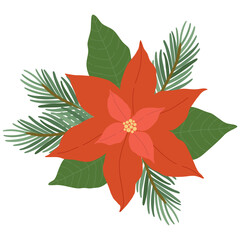 Poinsettia flower and fir branches isolated on white background for Christmas greeting cards. Winter vector illustration.