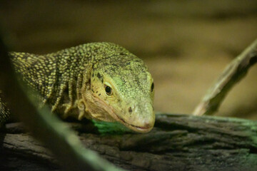 Monitor lizard on backyard of rustic village. South Asia fauna near human settlement. Dangerous wild animal. Endangered species of lizard.