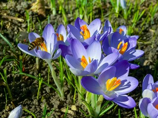 Purple petals, Garden crocuses bloom in spring in the botanical garden