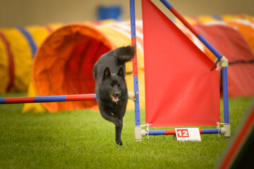 Dog is jumping over the hurdles. Amazing day on czech agility privat training