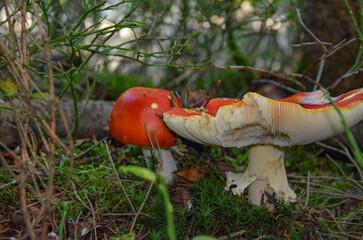 fly mushroom © Pawel Filusz