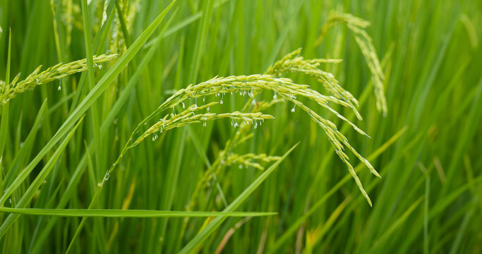 Close up Beautiful Fresh young green rice field and ear of rice.