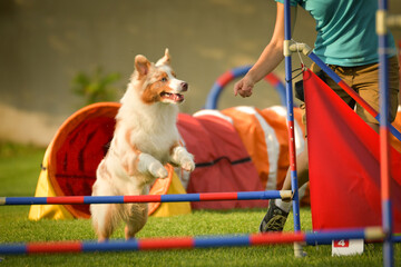 Dog is jumping over the hurdles. Amazing day on czech agility privat training