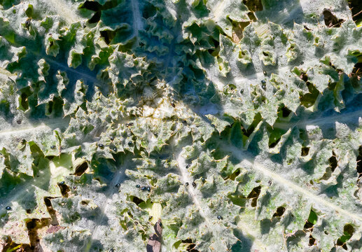 Onopordum acanthium (cotton thistle, Scotch thistle), rosette of leaves in spring in the wild