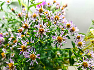 Bouquet of beautiful wild flowers Asters.
