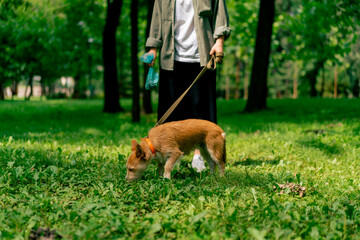 Woman picking up dog poop  from the lawn in a city park A woman is holding a blue plastic bag with...
