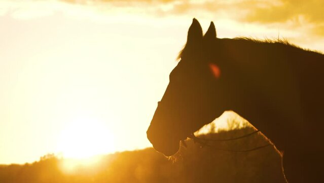 SILHOUETTE, CLOSE UP, LENS FLARE: Horse exhales cloud of breath in chilly morning as he paused during an early ride with owner through beautiful hilly rural landscape glowing in golden sunrise light.