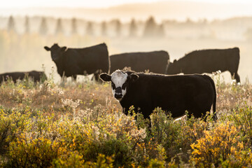 Herd of cattle grazing during morning light with light fog and mist in fall colours on ranch lands in Alberta Canada.